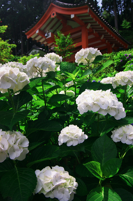 紫陽花咲く三室戸寺（後編）_f0155048_23581173.jpg