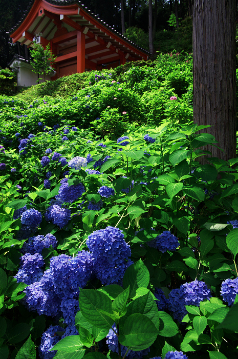 紫陽花咲く三室戸寺（後編）_f0155048_23581493.jpg