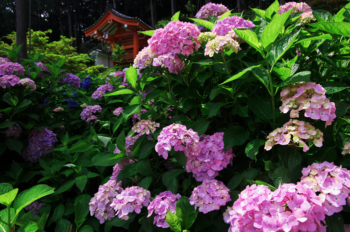 紫陽花咲く三室戸寺(後編)_f0155048_23582989.jpg