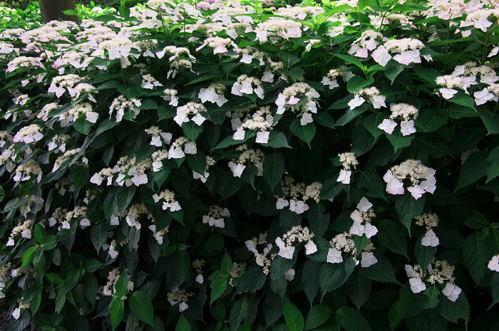 紫陽花咲く三室戸寺（後編）_f0155048_23584131.jpg