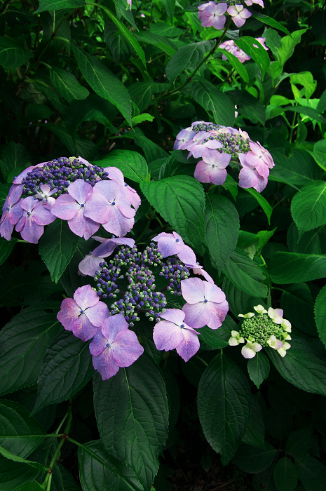 紫陽花咲く三室戸寺（後編）_f0155048_23584693.jpg