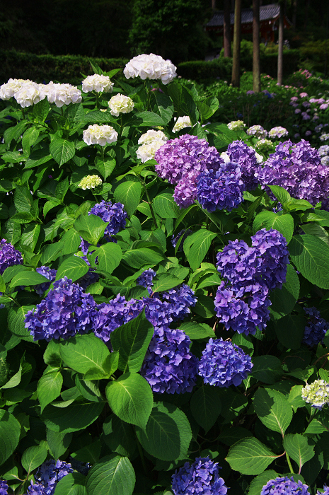 紫陽花咲く三室戸寺(後編)_f0155048_23595053.jpg