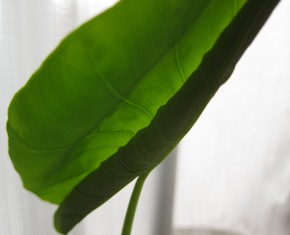 a0208560_12424531.jpg