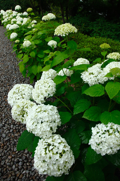 紫陽花　～　長谷寺にて・その２　～_c0220463_2330068.jpg