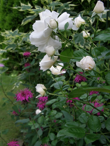 つる薔薇サマーメモリーズ らびのひとりごと