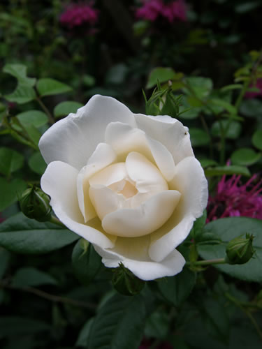 つる薔薇サマーメモリーズ らびのひとりごと