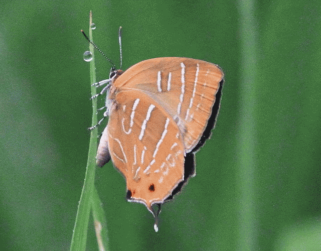 a0146869_722210.gif