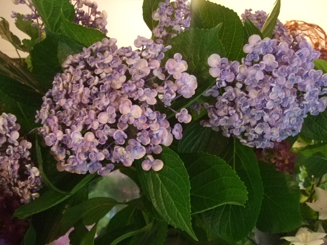 オークリーフ(まだまだ紫陽花の花)_f0049672_15394560.jpg