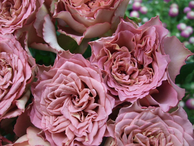 オークリーフ(まだまだ紫陽花の花)_f0049672_15491215.jpg