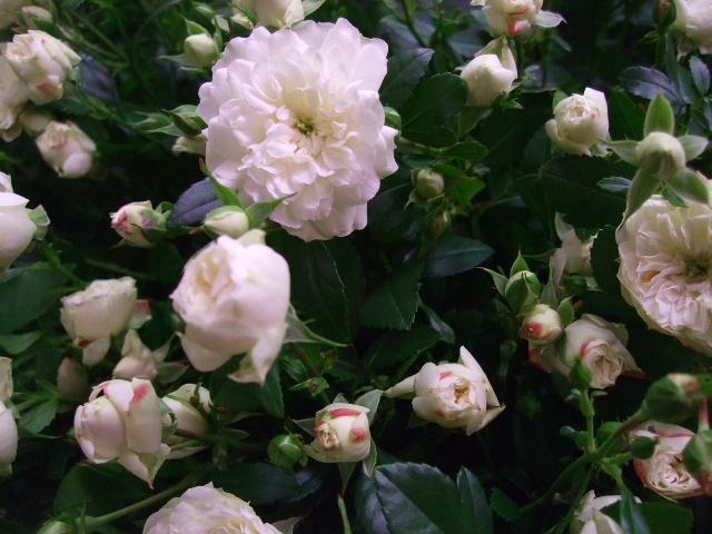 オークリーフ(まだまだ紫陽花の花)_f0049672_15492119.jpg
