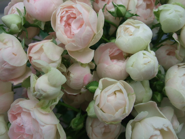 オークリーフ(まだまだ紫陽花の花)_f0049672_15492814.jpg