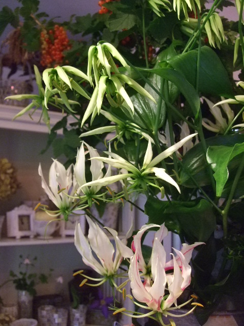 オークリーフ(まだまだ紫陽花の花)_f0049672_15542338.jpg
