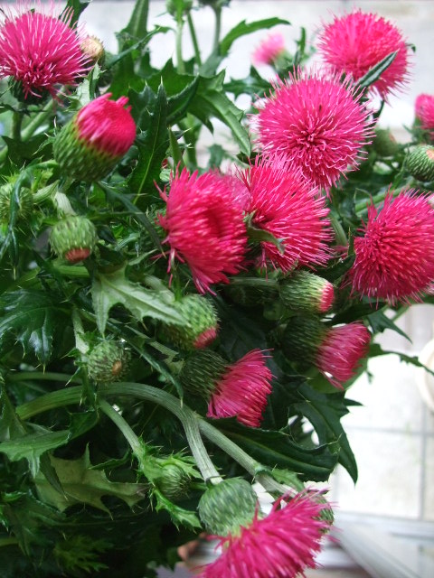 オークリーフ(まだまだ紫陽花の花)_f0049672_15542932.jpg