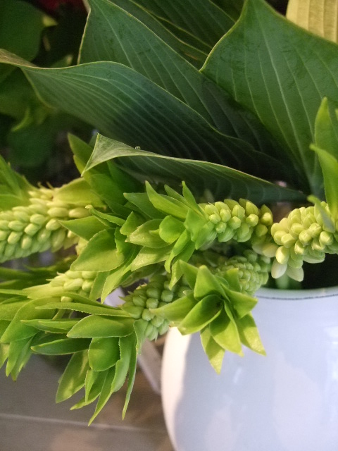 オークリーフ(まだまだ紫陽花の花)_f0049672_15543919.jpg