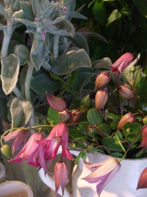 オークリーフ(まだまだ紫陽花の花)_f0049672_1554522.jpg