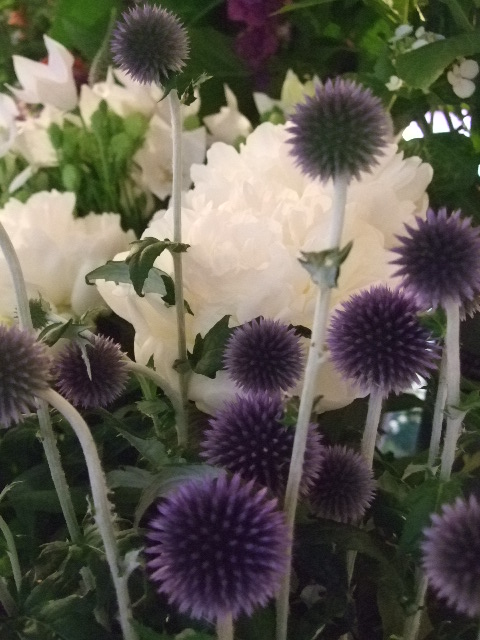 オークリーフ(まだまだ紫陽花の花)_f0049672_15552566.jpg
