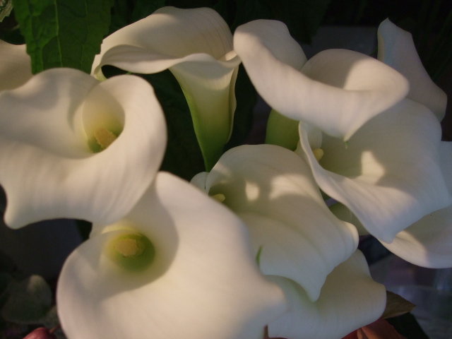 オークリーフ(まだまだ紫陽花の花)_f0049672_155539.jpg