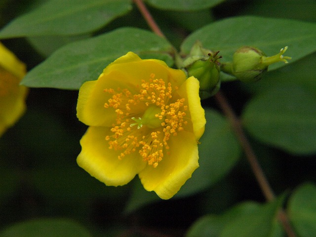 オトギリソウ科の花達 自然風の自然風だより オトギリソウ科の花達 自然風の自然風だより