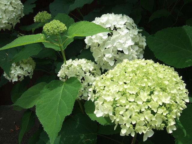 アナベル・・・ 2011．6．27 : 川裾の季節便り