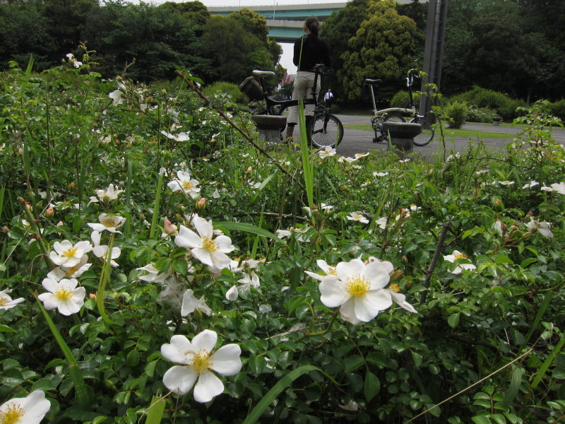 ”東京はビル砂漠”のイメージを払しょく。公園や緑が多いのに驚き！ー初の東京自転車散策(後編)_e0138081_11295283.jpg