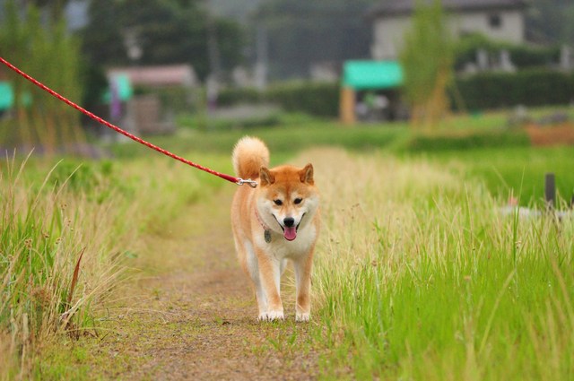 田んぼのど真ん中_a0126590_545251.jpg