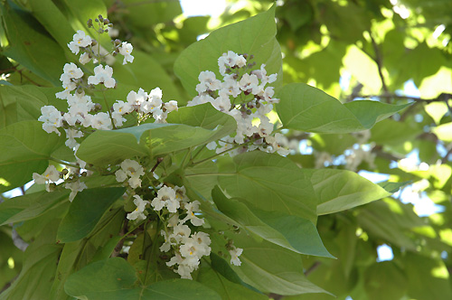 c0026690_20342921.jpg