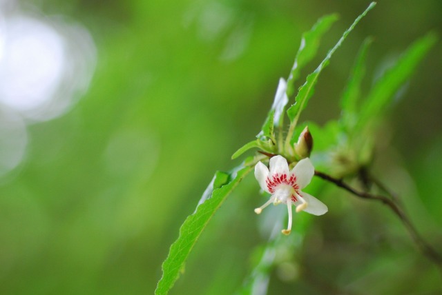 バイカツツジ他（海上の森）　\'116.21_d0168292_18162581.jpg