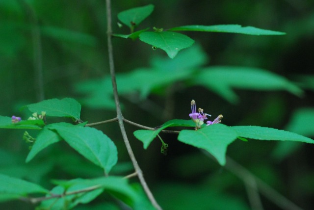 バイカツツジ他（海上の森）　\'116.21_d0168292_18241523.jpg