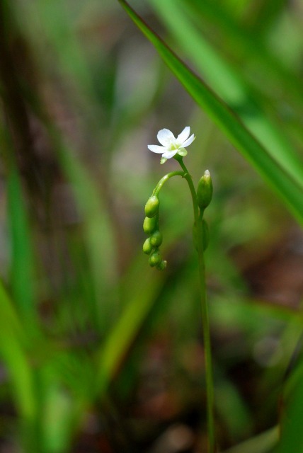 バイカツツジ他（海上の森）　\'116.21_d0168292_18321944.jpg