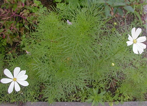 ●梅雨時の白花三題、その12_d0053294_14263789.jpg