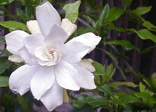 ●梅雨時の白花三題、その12_d0053294_14268100.jpg