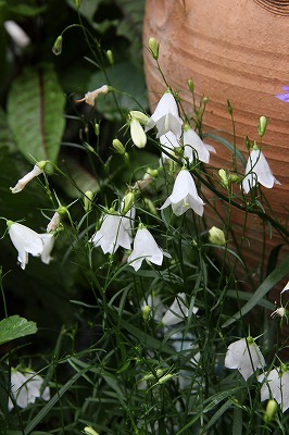 ユリの季節♪　庭のお花達_a0123003_940574.jpg