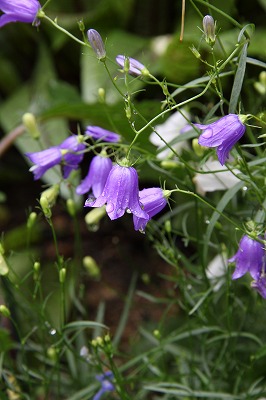 ユリの季節♪　庭のお花達_a0123003_943471.jpg