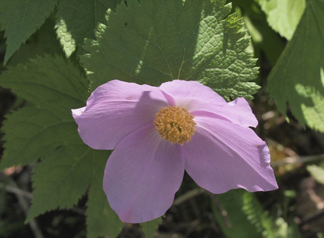 e0039703_10278.jpg