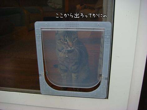 コロちゃんがいない_f0064906_19551812.jpg