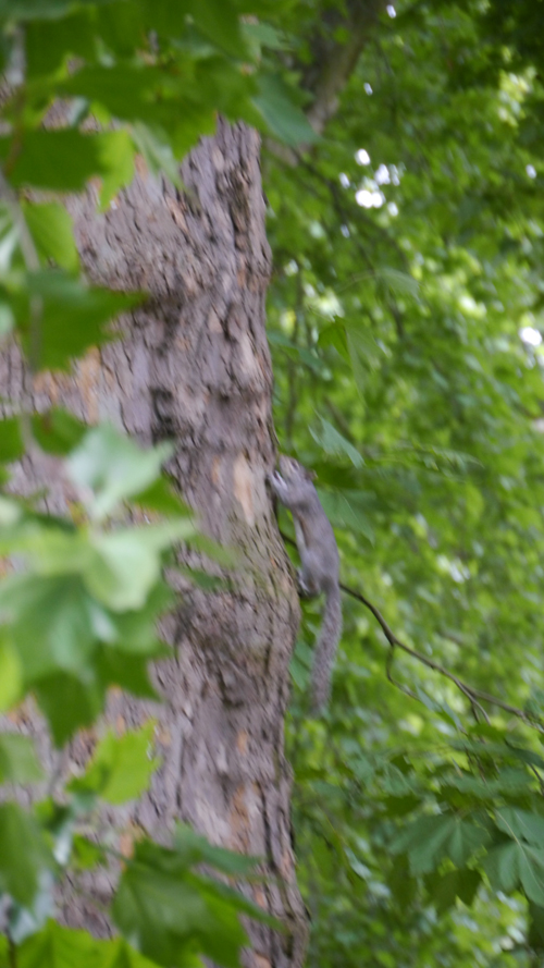 from LONDON 3日目。きのうは公園でエリザベス女王に・・・_b0032617_2111460.jpg