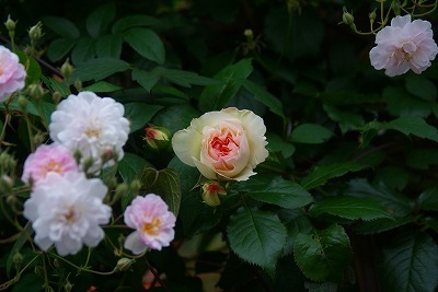 f0170524_19513597.jpg