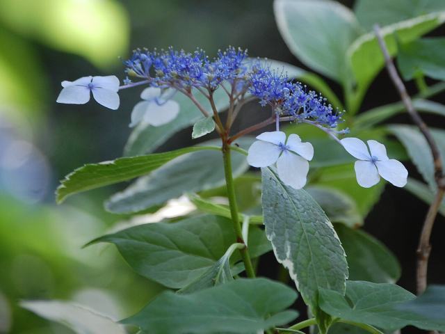 斑入り額紫陽花 フイリガクアジサイ 花の仲間調べ