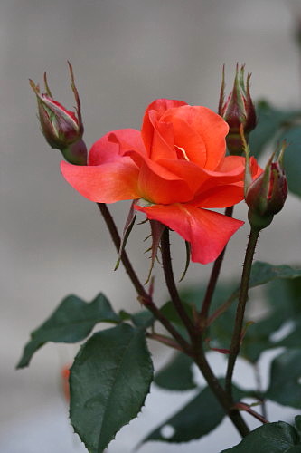 皇室三代の薔薇 ハロ ポッチ