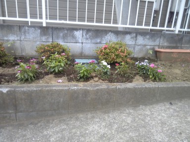 お花満開!_f0214534_8332285.jpg