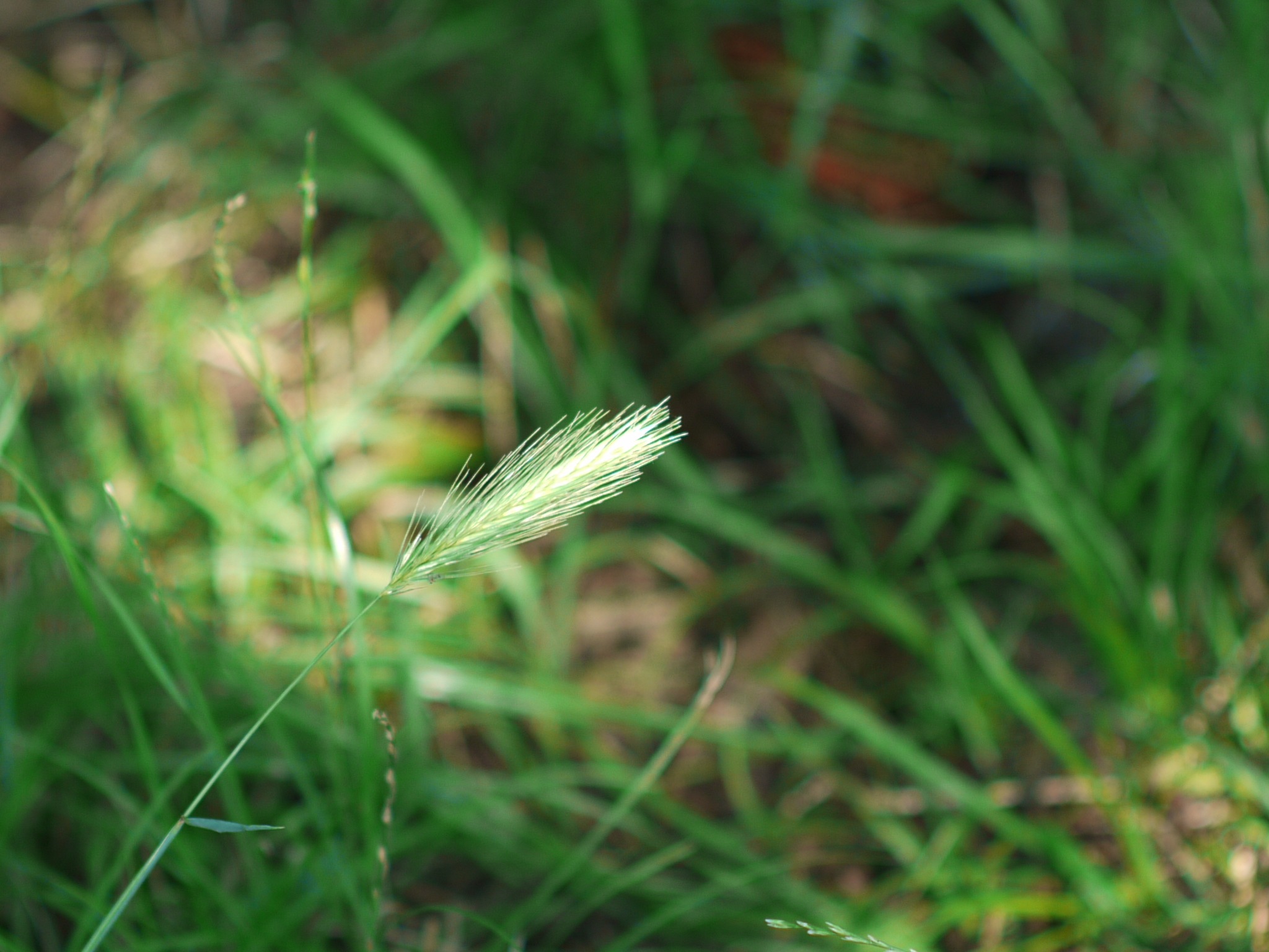 雑草の夏_b0177737_33030.jpg