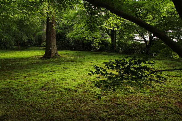 苔と童地蔵　　～三千院～_d0072240_22181470.jpg