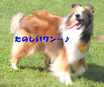 WOOFで再会♪_e0195743_111501.jpg
