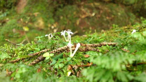 苔と空_f0229844_23385226.jpg