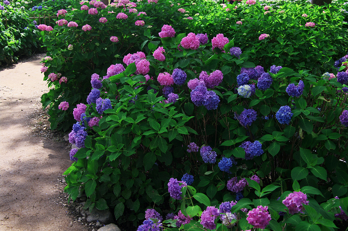 紫陽花咲く三室戸寺（後編）_f0155048_001472.jpg