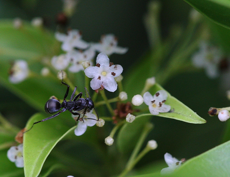 ソヨゴ（雄株） Ilex pedunculosa : 鳥平の自然だより（植物編）