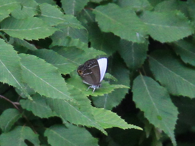 a0146869_62274.jpg