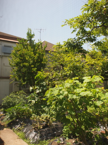 d0163670_11512100.jpg
