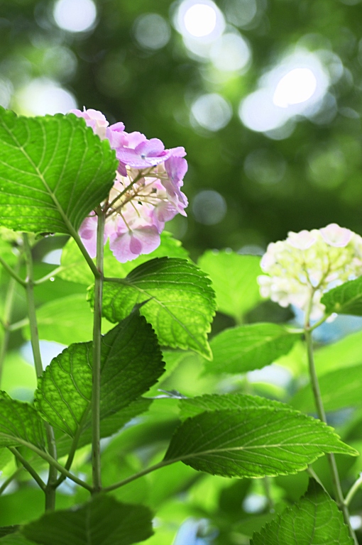 アジサイの頼光寺　20110620_a0050572_7363361.jpg