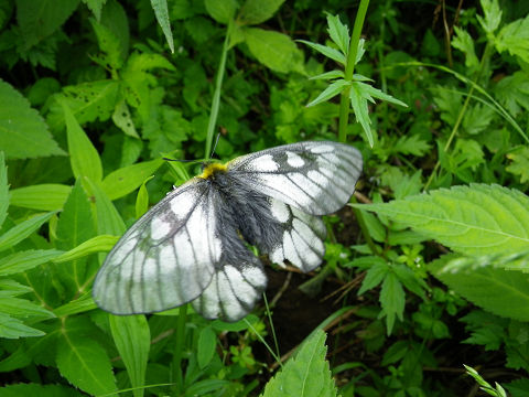 c0002874_712421.jpg